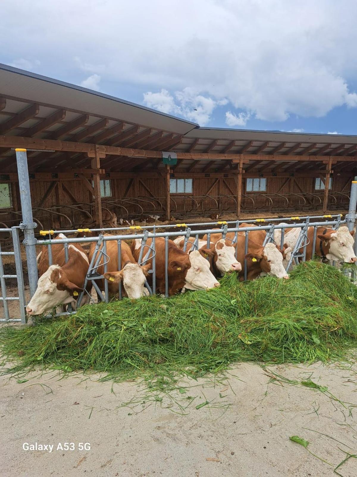Bio-Peisingerhof Appartement Sankt Stefan ob Leoben Buitenkant foto